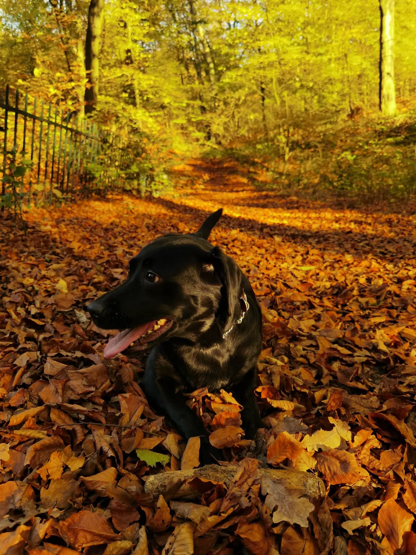 Hund auf der herbstlichen Freifläche nahe dem Duisburger Stadtwald